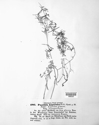 Puccinia asperulae image